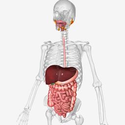 Anatomia BioDigital thumbnail