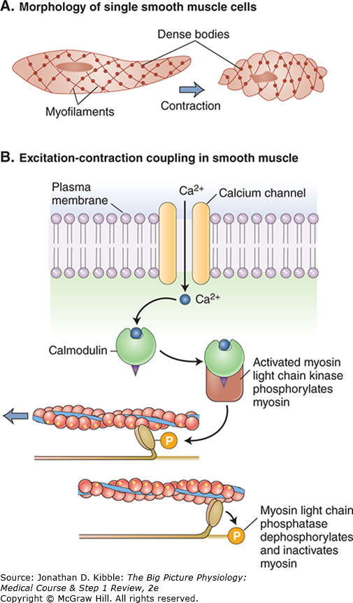 A two-paneled illustration shows structure of single smooth muscle cells and the coupling mechanism. Panel A shows the morphology of single smooth muscle cells. It comprises of myofilaments and dense bodies. Contraction leads to shrinking of the cells. Panel B shows excitation-contraction coupling in smooth muscle. Ca 2+ ion enters the cell through the calcium channel in the plasma membrane, and then binds with calmodulin molecules. In the complex formed, activated myosin light chain kinase phosphorylates myosin. Furthermore, myosin light chain phosphatase dephosphorylates and inactivates myosin.