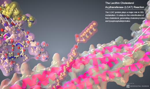 The Lecithin Cholesterol Acyltransferase (LCAT) Reaction | OMMBID ...
